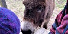 Visiting with Jake the Donkey at the Secret Shelter on the Appalachian Trail, edited